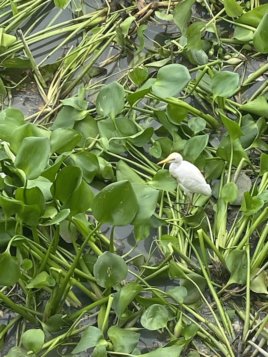 Western Cattle-Egret - ML643024485