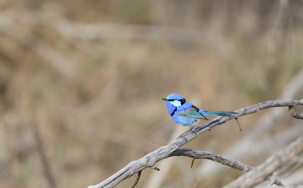 Splendid Fairywren - ML643024490