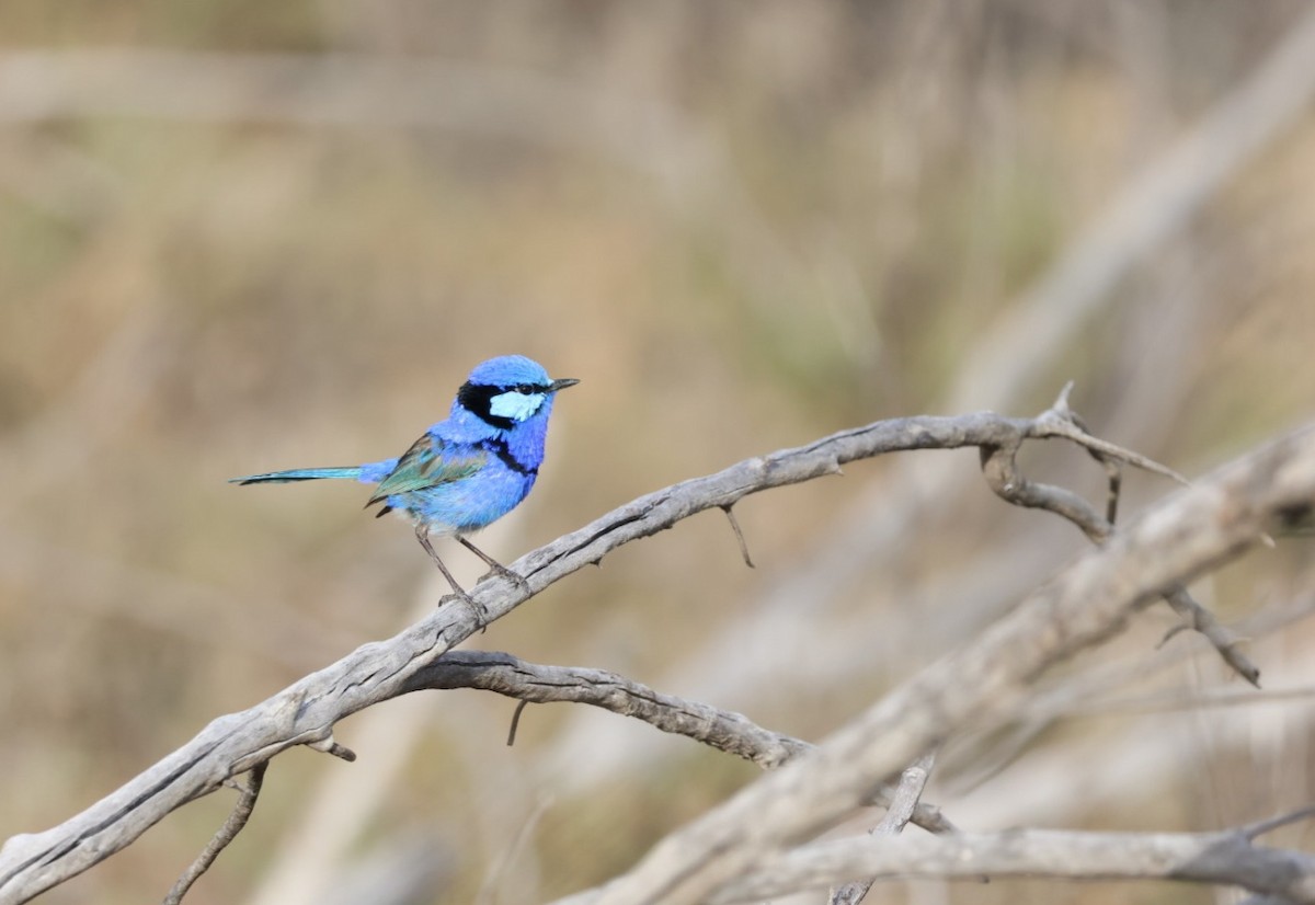 Splendid Fairywren - ML643024491