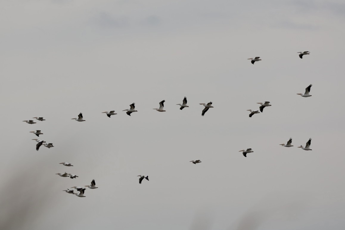 American White Pelican - ML643024499