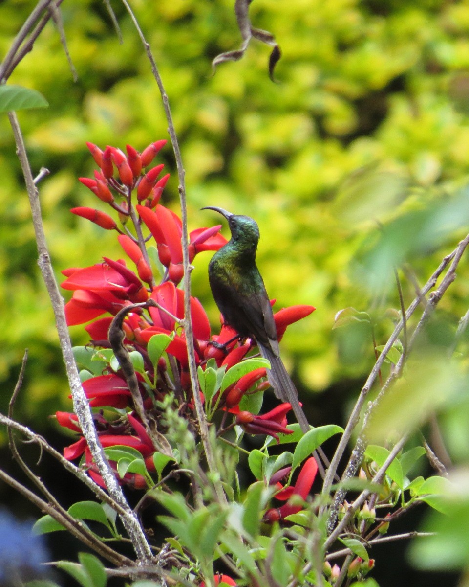 Bronze Sunbird - ML643024508