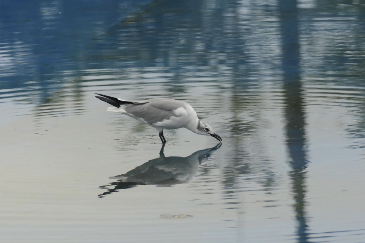 Laughing Gull - ML643024509