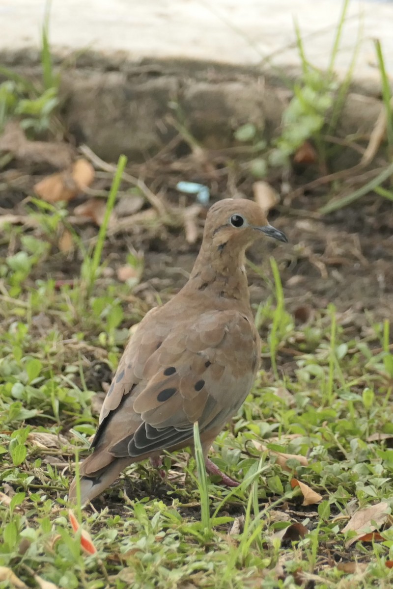 Eared Dove - ML643024510