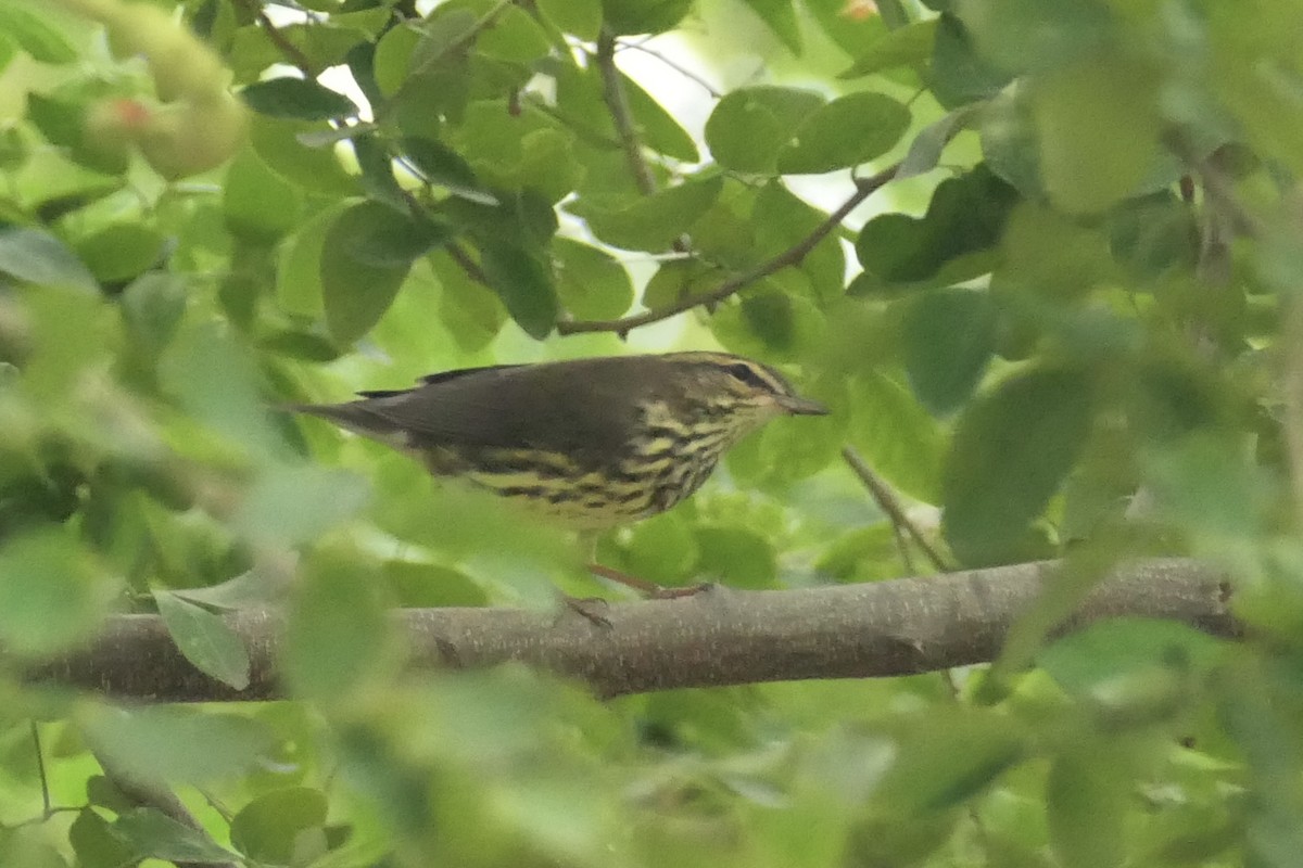 Northern Waterthrush - ML643024513