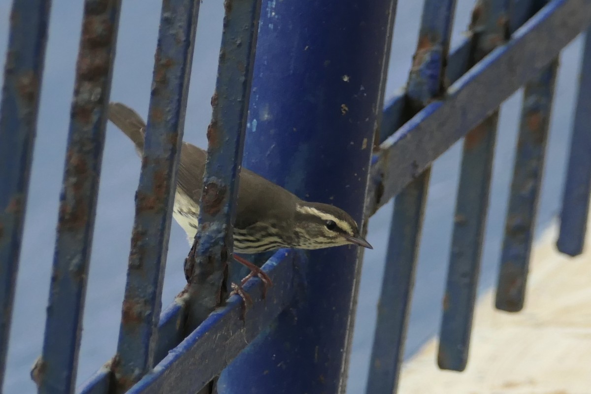 Northern Waterthrush - ML643024515