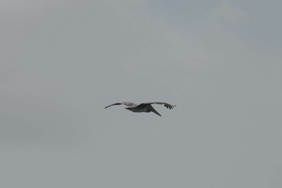 Brown Pelican - ML643024516