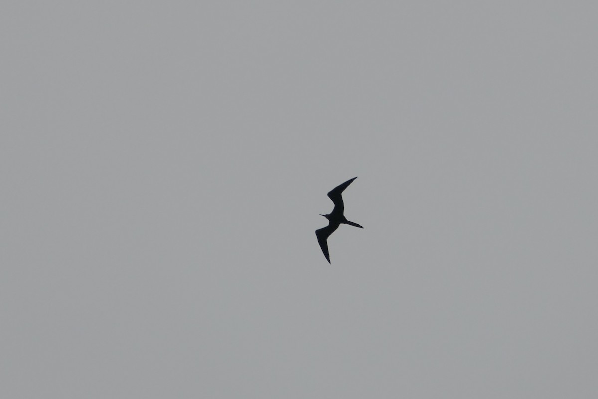 Magnificent Frigatebird - ML643024519