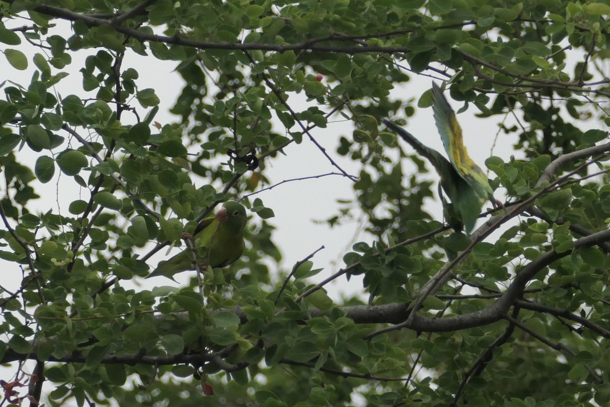 Turquoise-winged Parrotlet - ML643024523