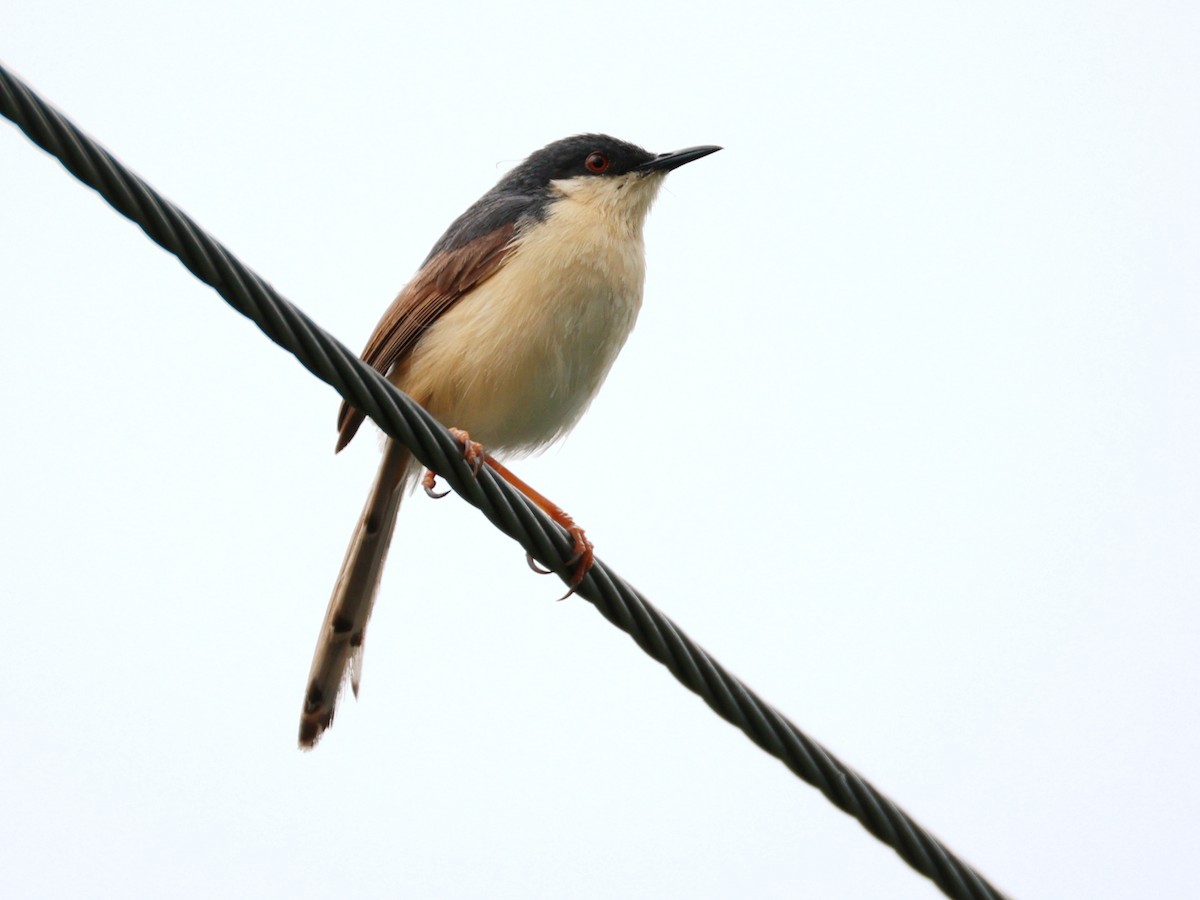 Ashy Prinia - ML643024525