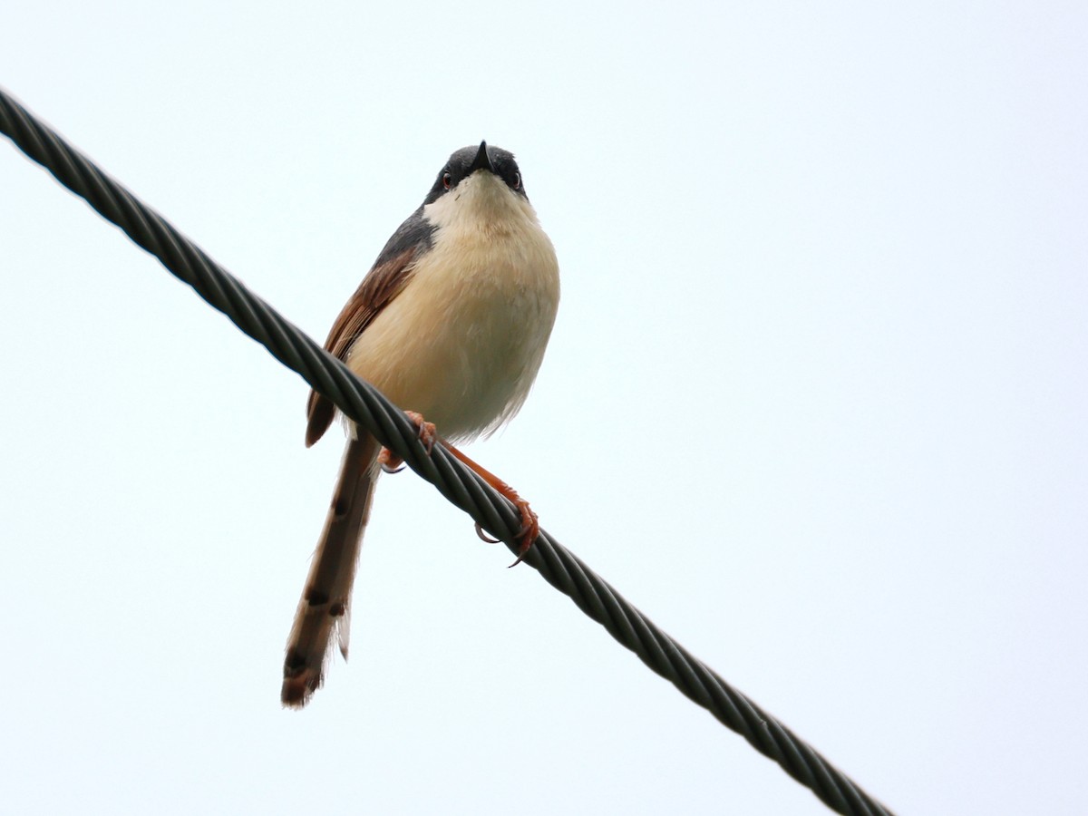 Ashy Prinia - ML643024528