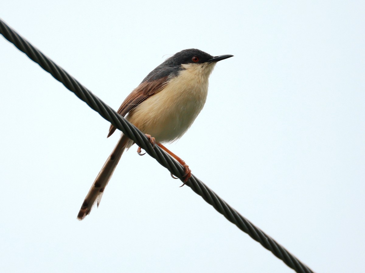 Ashy Prinia - ML643024529