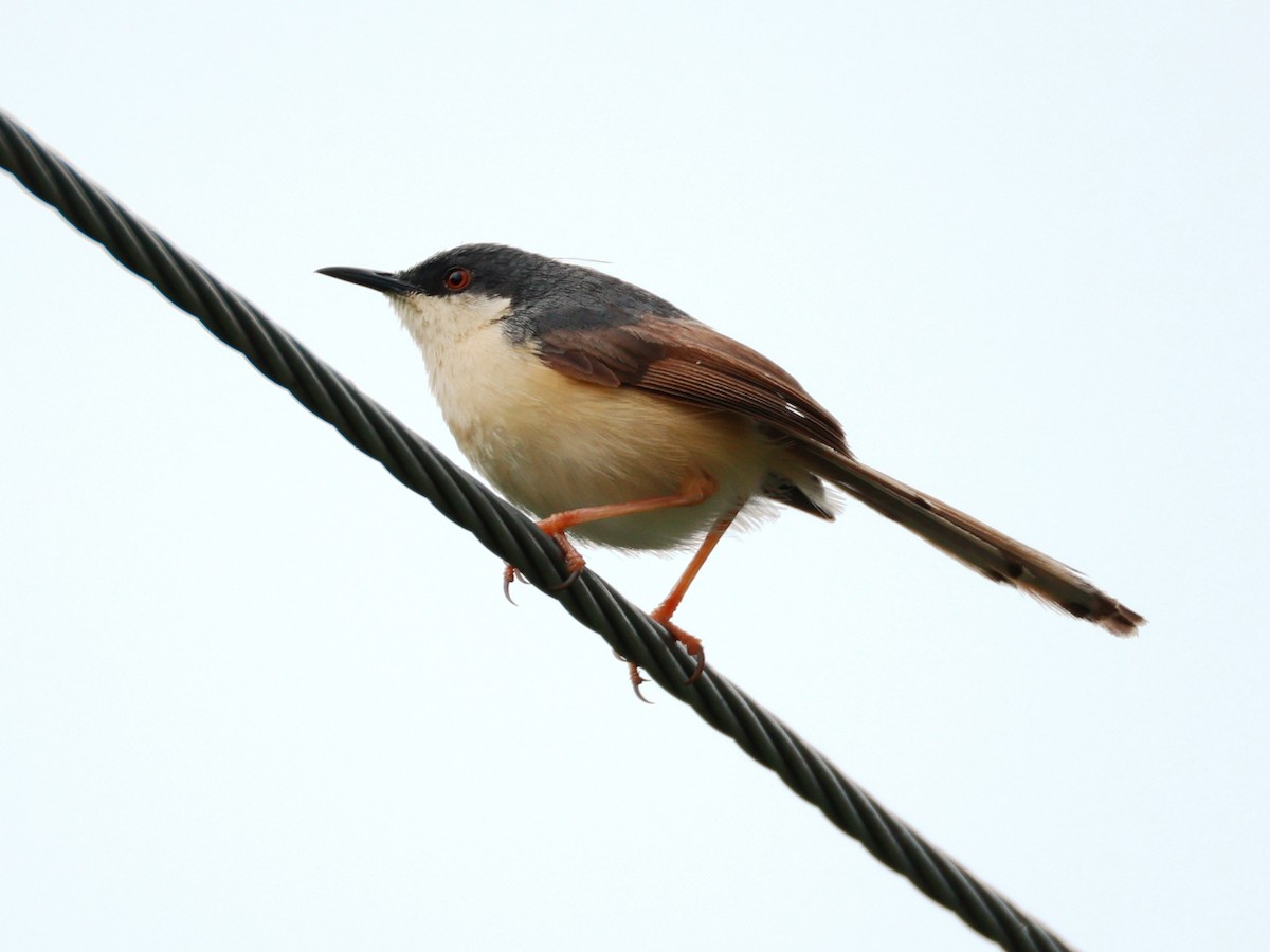 Ashy Prinia - ML643024530