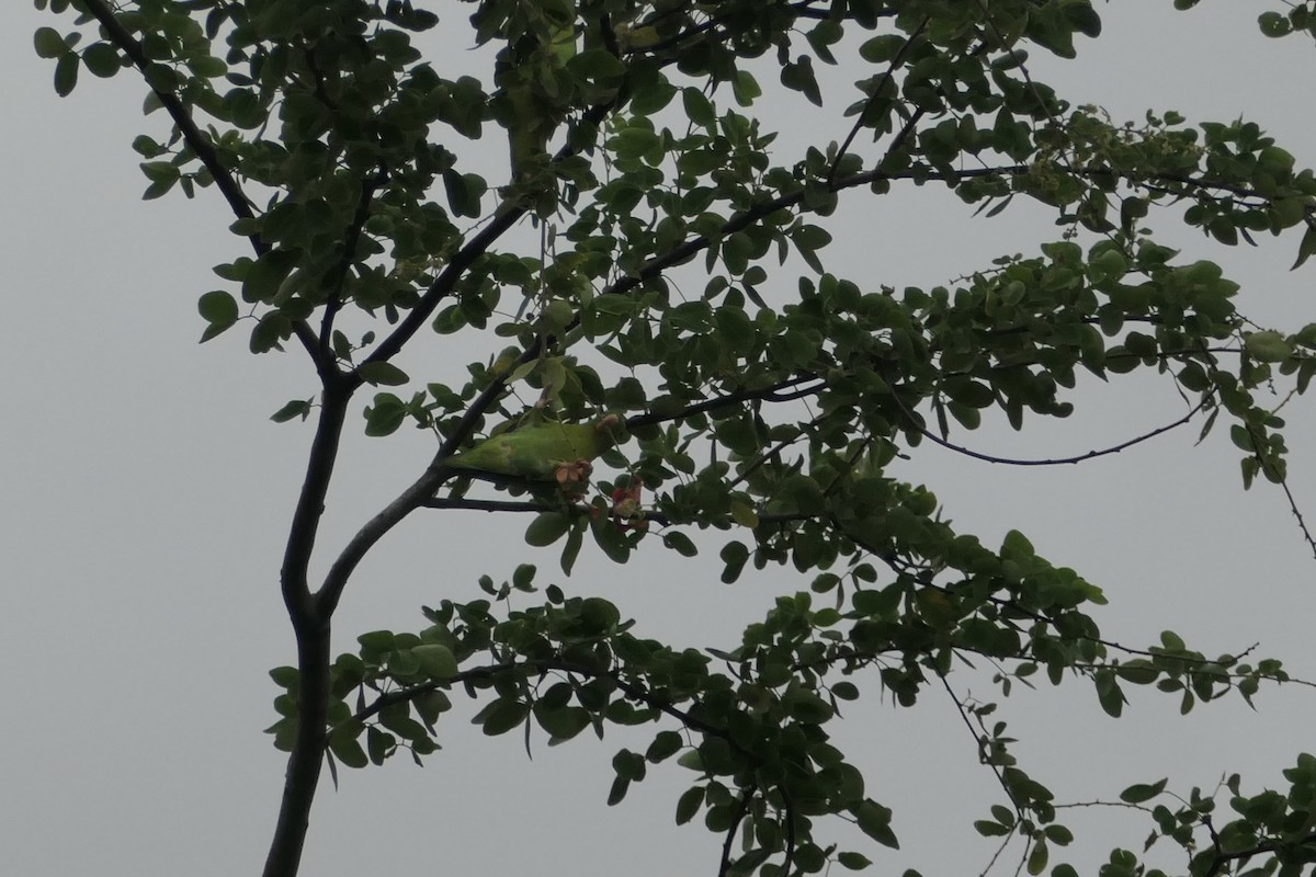 Turquoise-winged Parrotlet - ML643024531