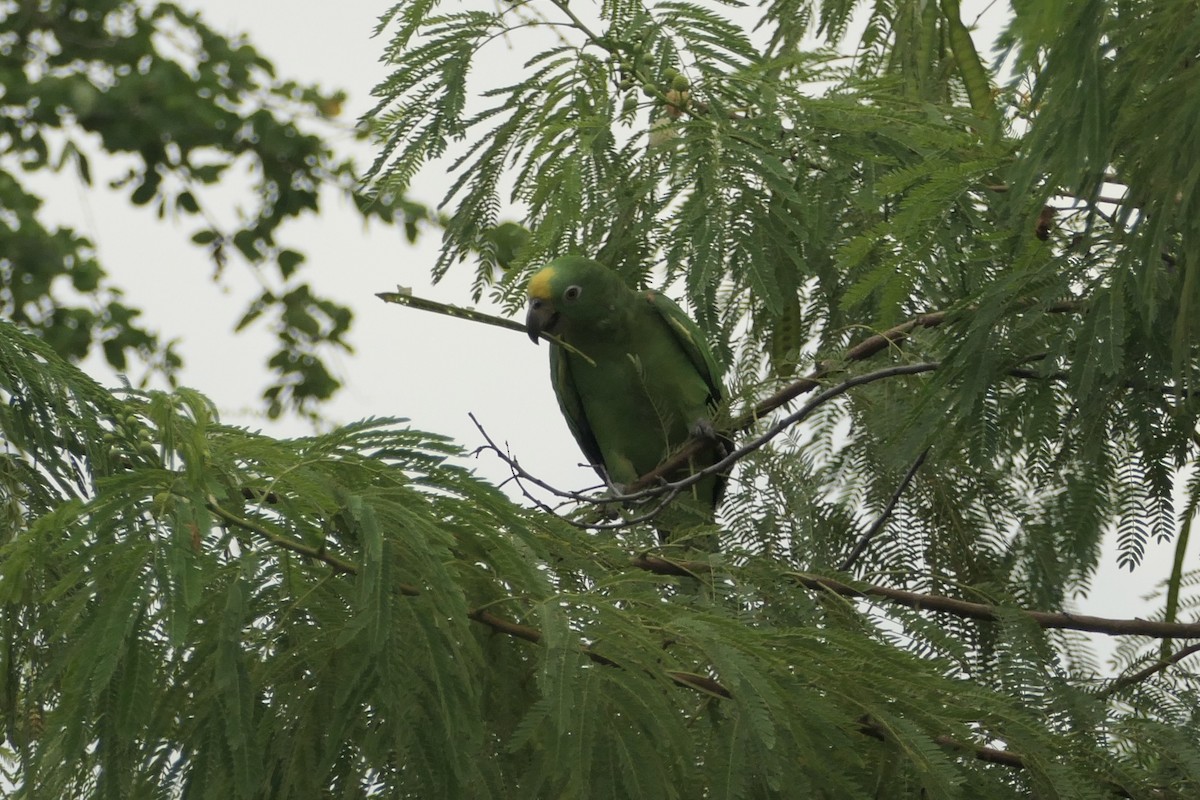 Yellow-crowned Amazon - ML643024534