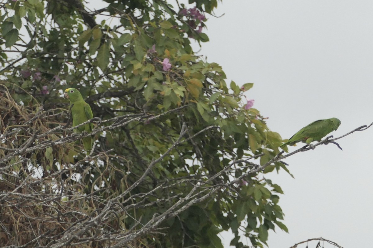Yellow-crowned Amazon - ML643024536