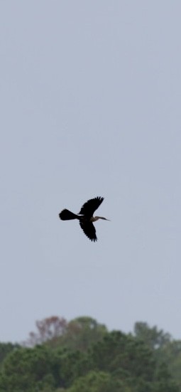 Anhinga - ML643024538