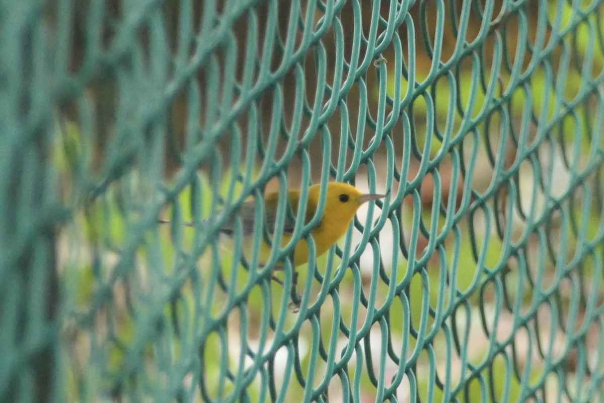 Prothonotary Warbler - ML643024548