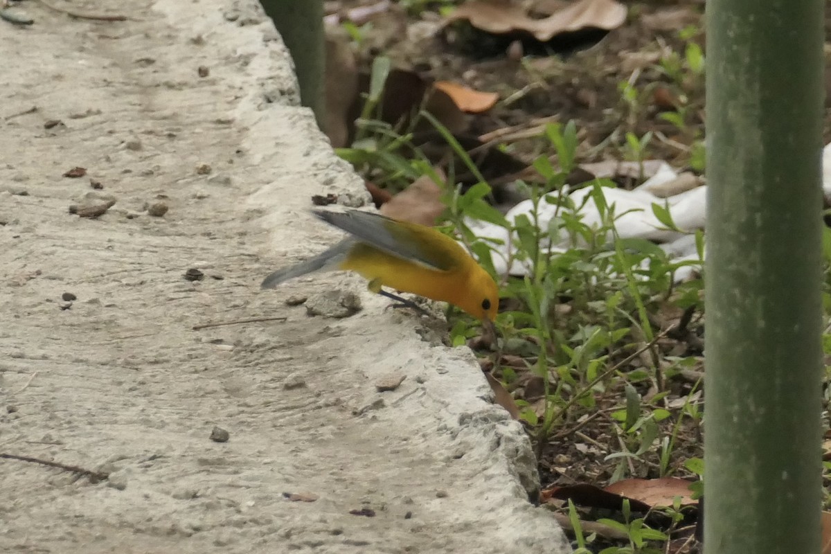 Prothonotary Warbler - ML643024551