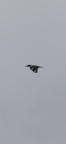 Belted Kingfisher - ML643024557