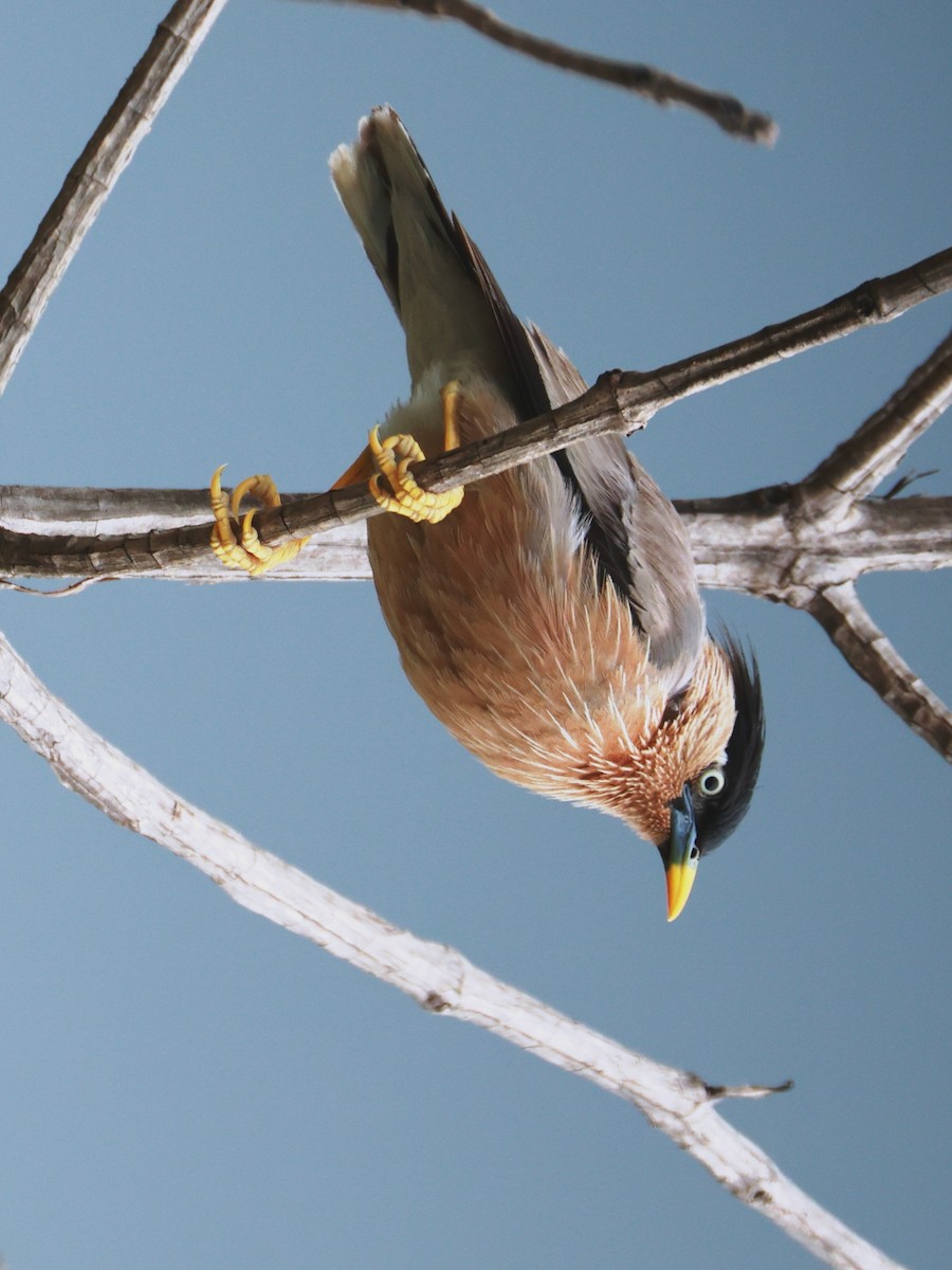 Brahminy Starling - ML643024559