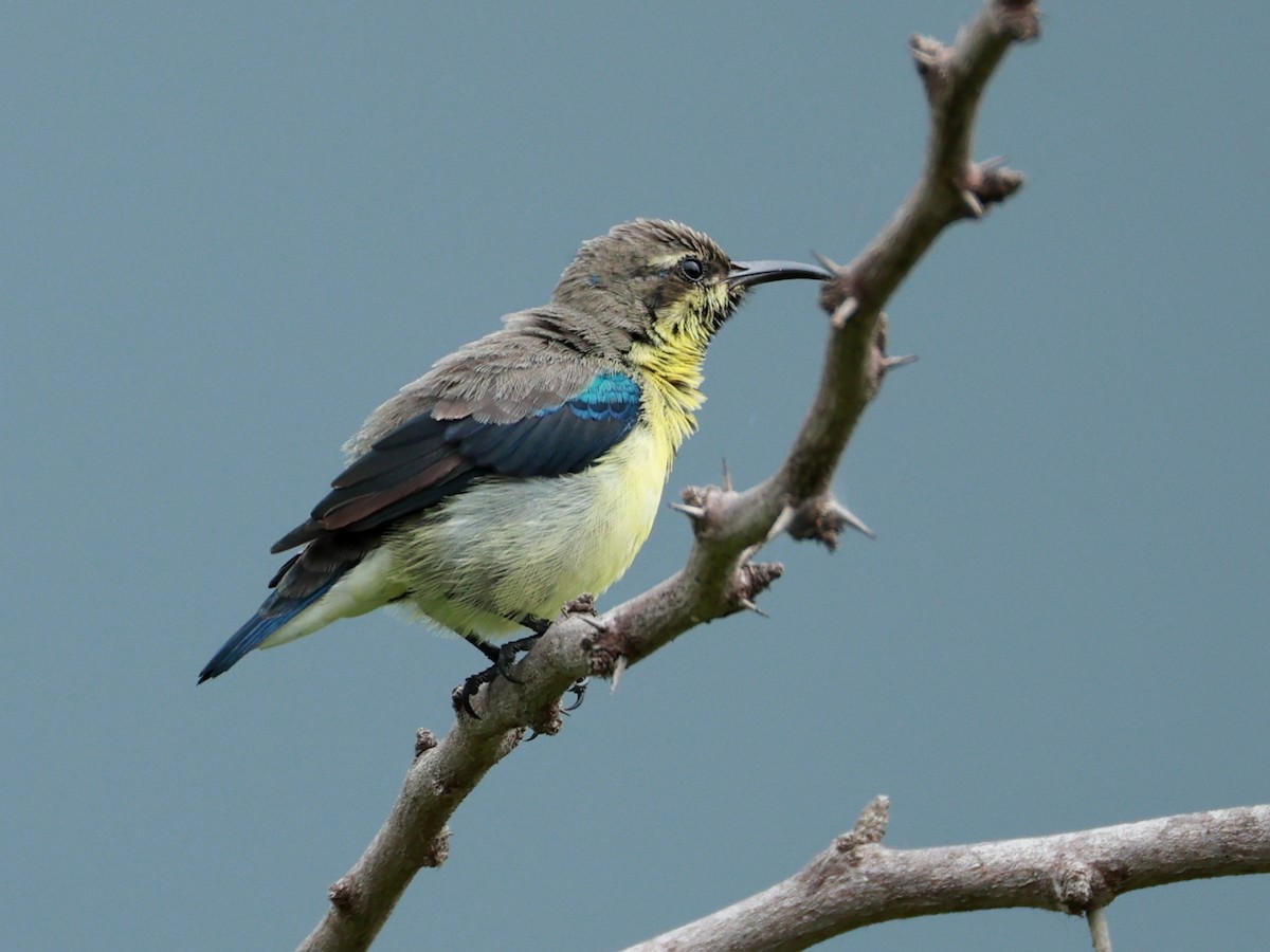 Purple Sunbird - ML643024562