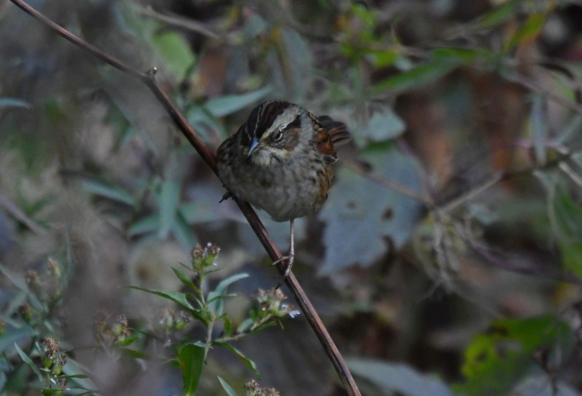 Swamp Sparrow - ML643024565