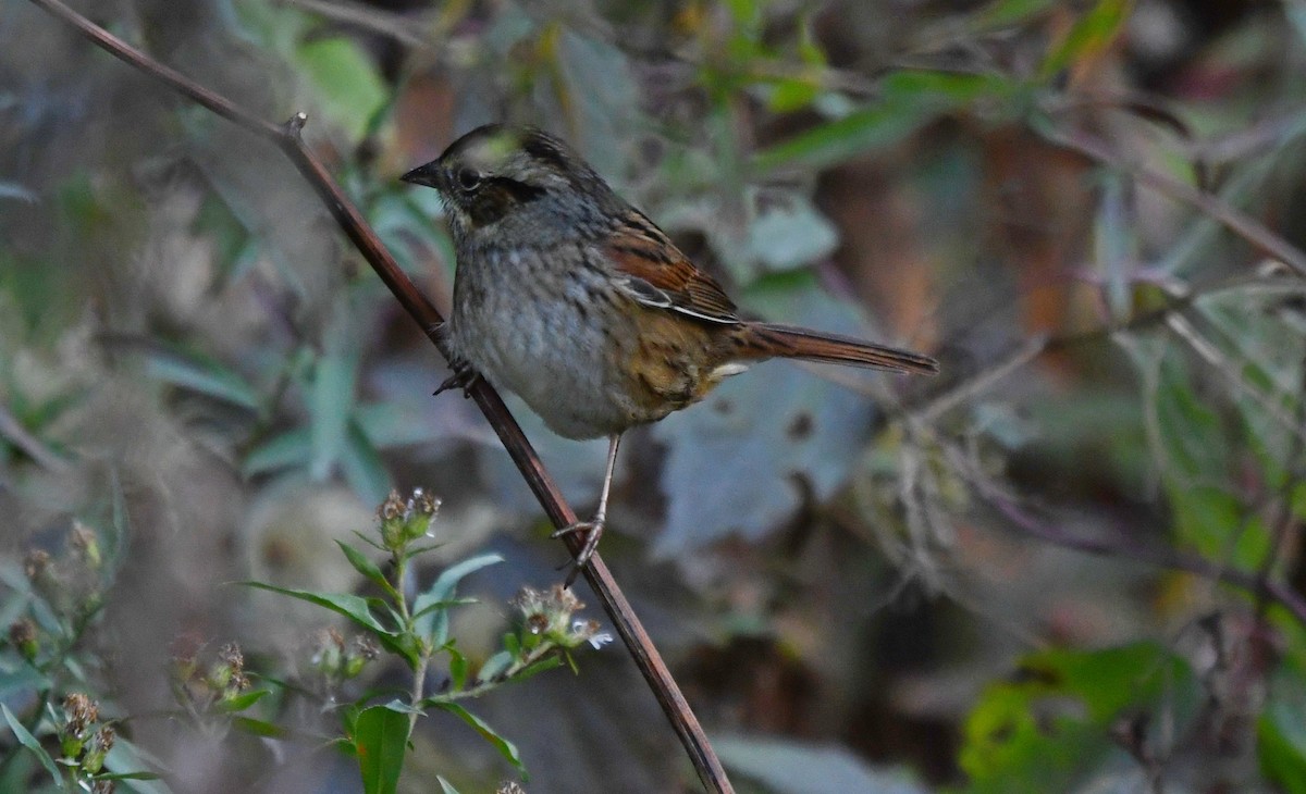 Swamp Sparrow - ML643024566