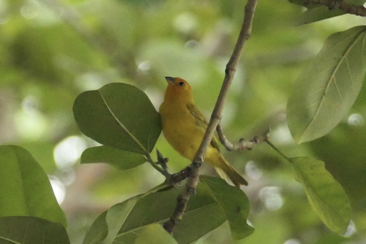 Saffron Finch - ML643024581