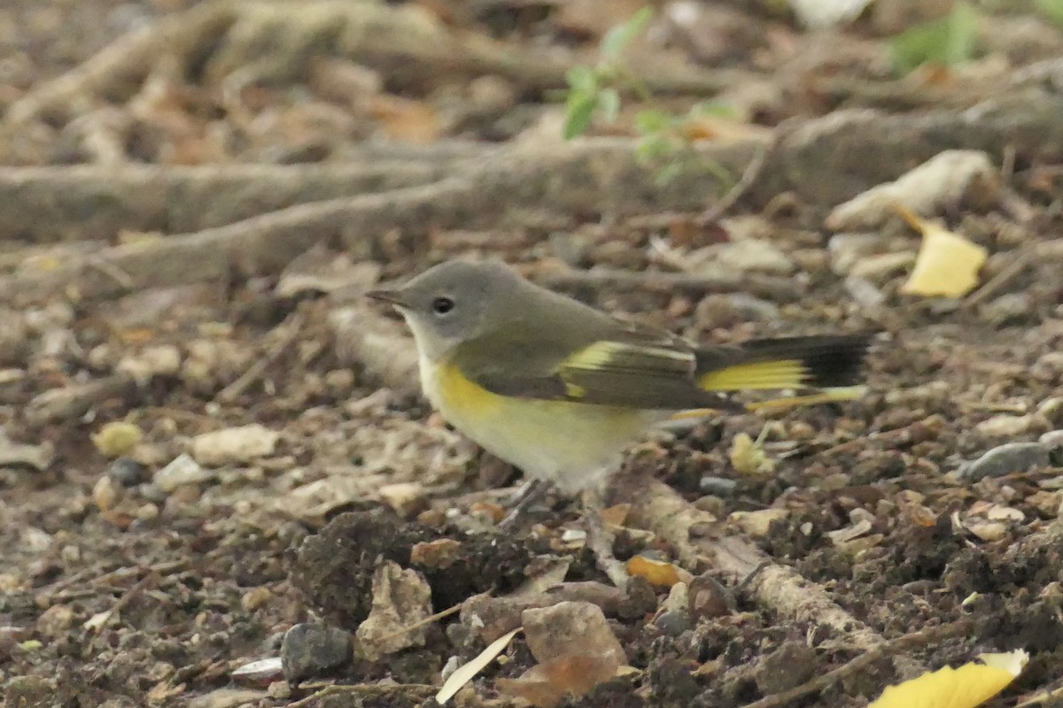 American Redstart - ML643024584