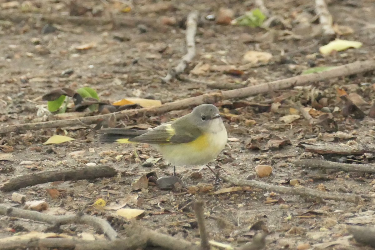 American Redstart - ML643024593