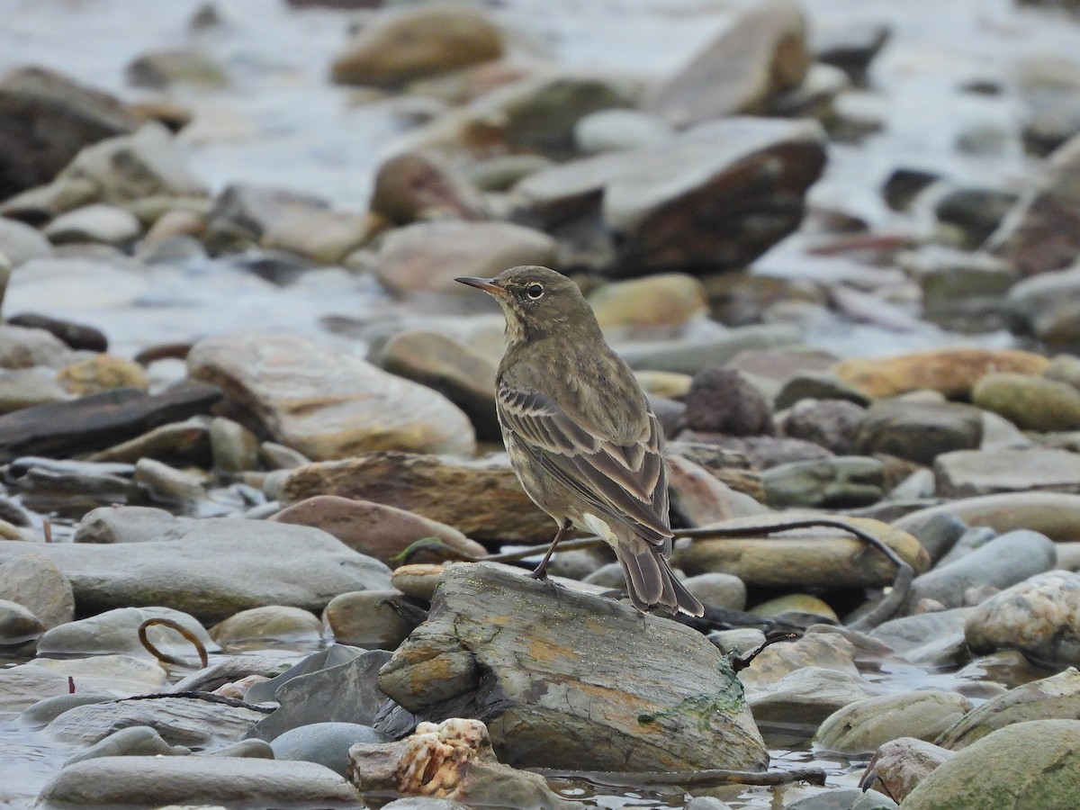 Pipit maritime - ML643024604