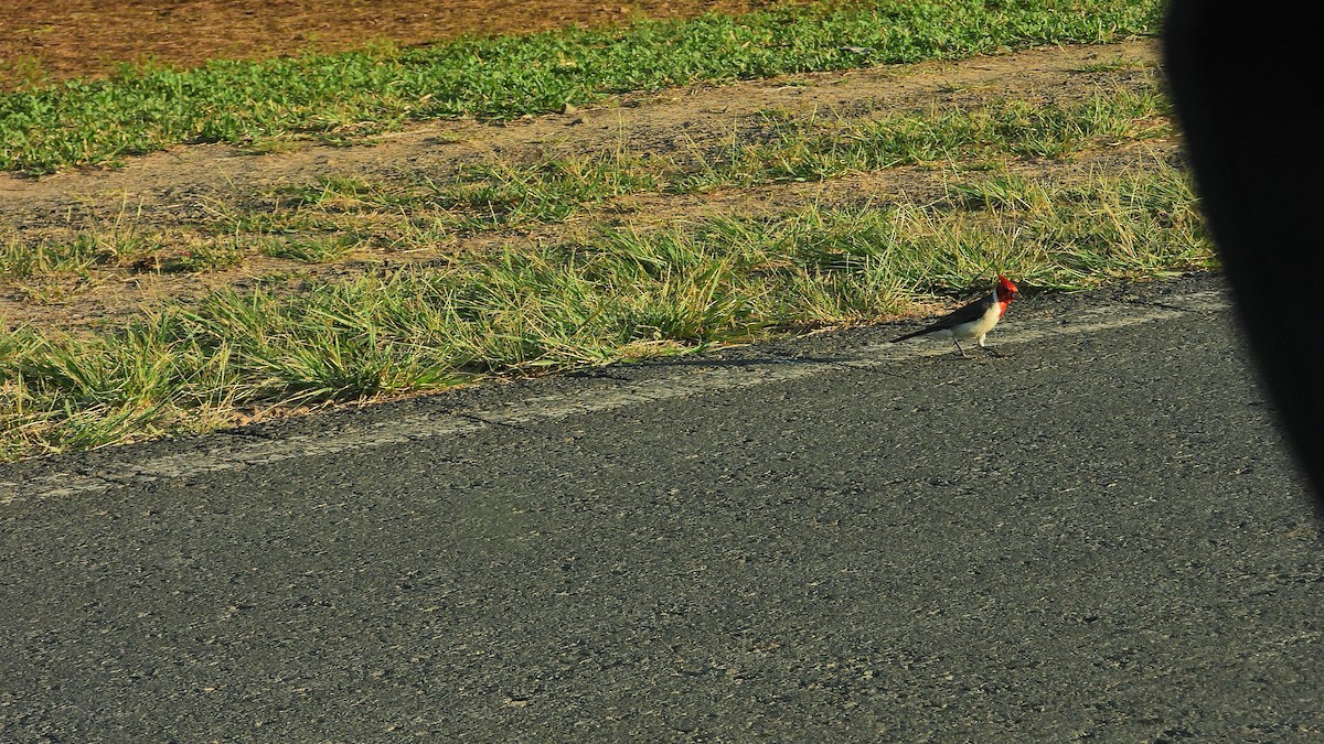 Red-crested Cardinal - ML643024615