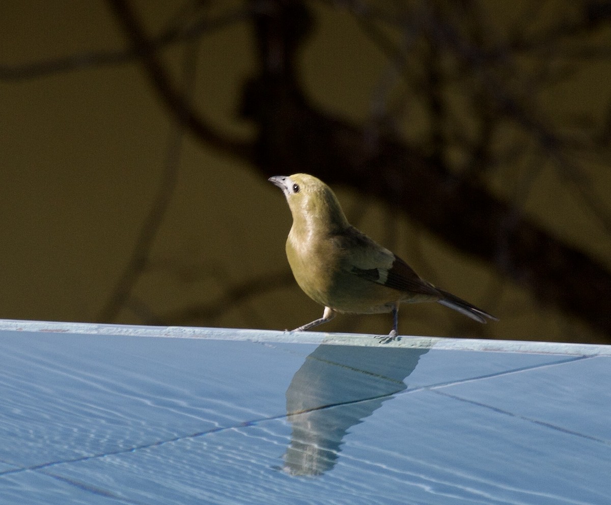 Palm Tanager - ML643024618
