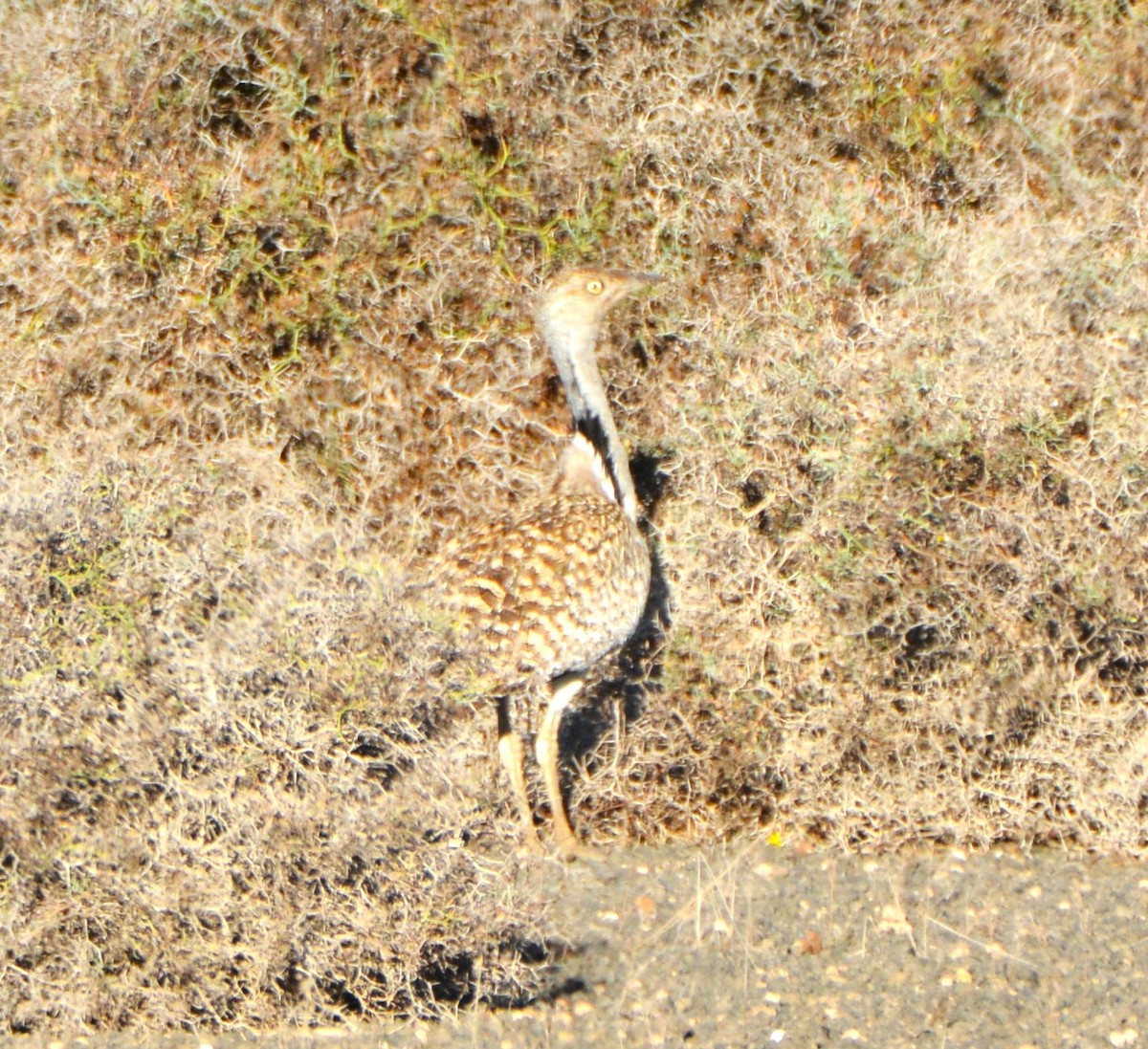 African Houbara - ML643024632