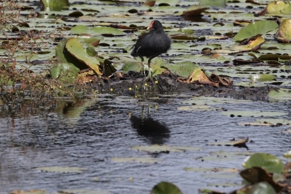 Common Gallinule - ML643024646