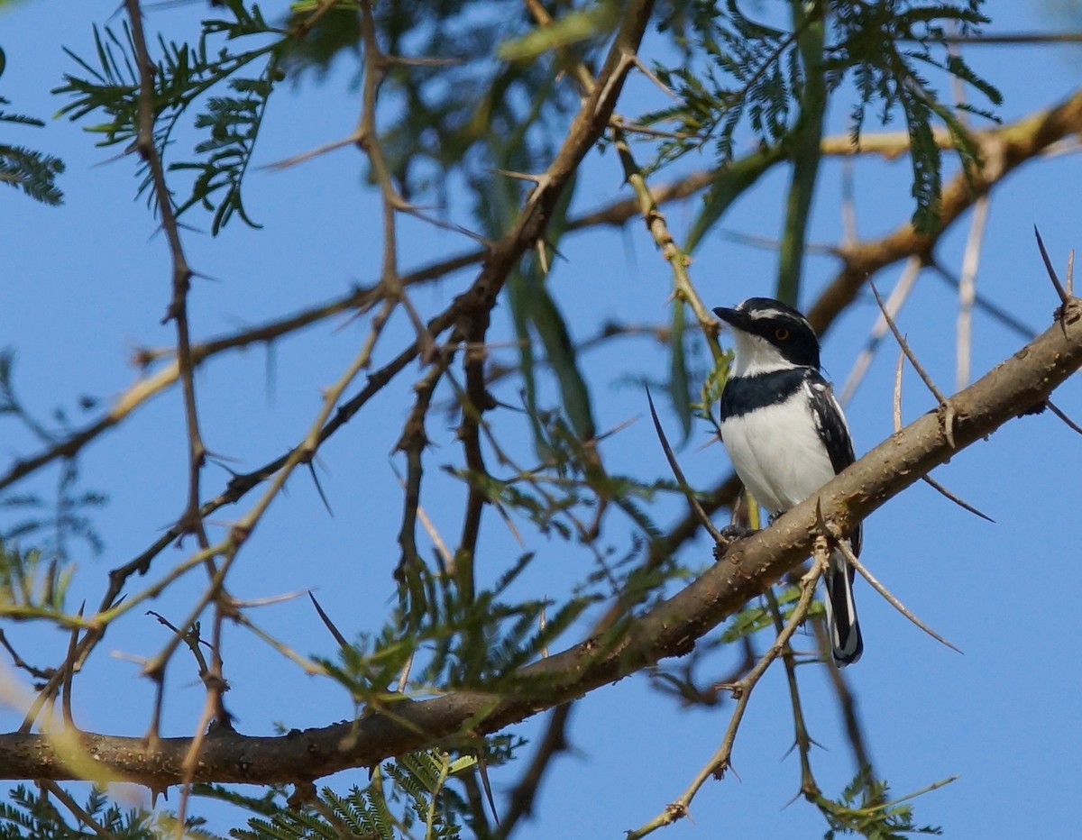 Western Black-headed Batis - ML643024655