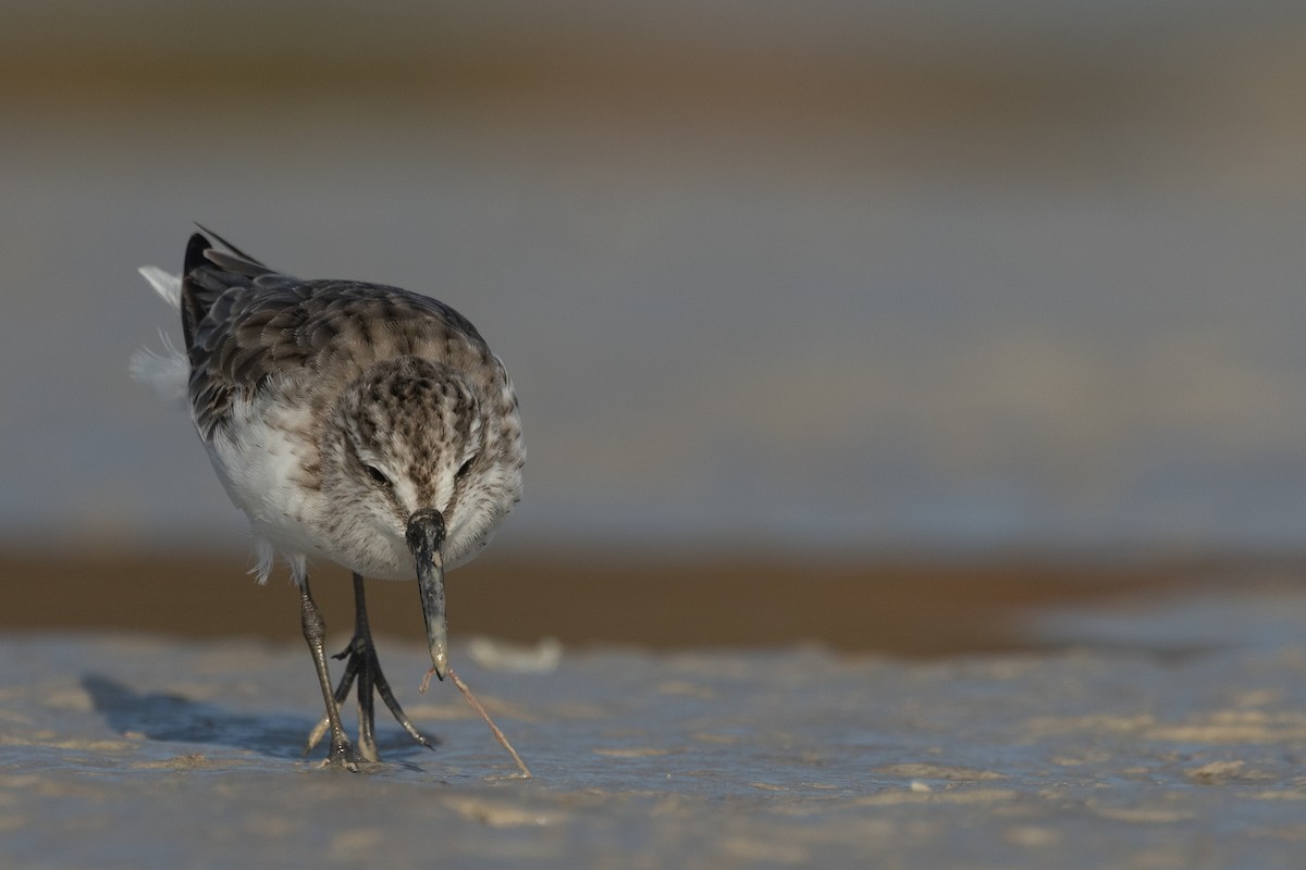 Broad-billed Sandpiper - ML643024692