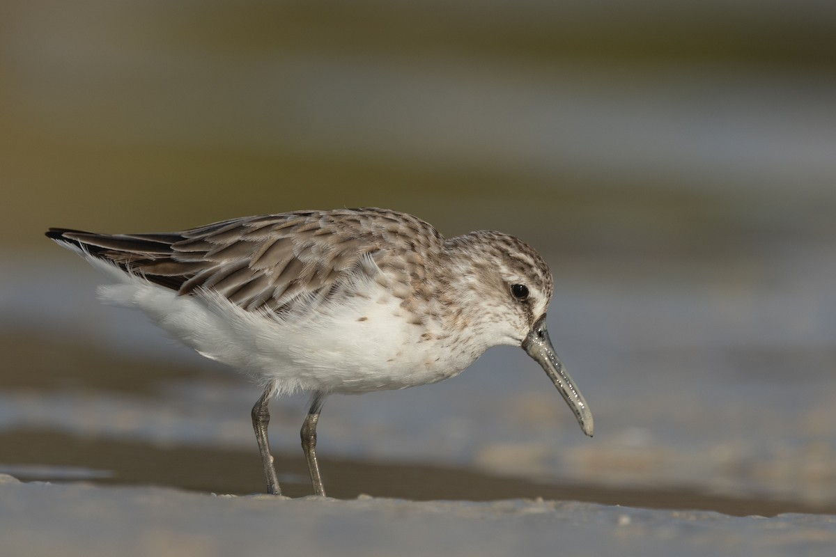 Broad-billed Sandpiper - ML643024695