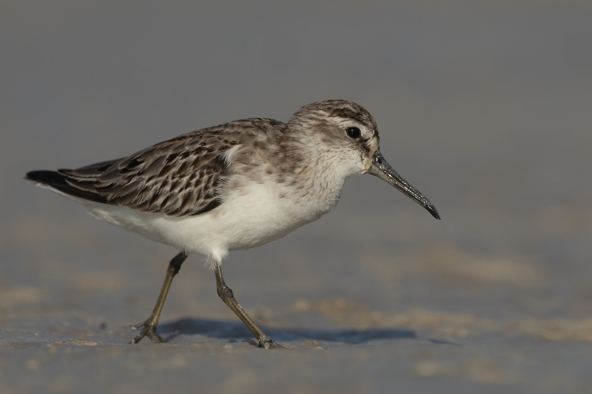 Broad-billed Sandpiper - ML643024696