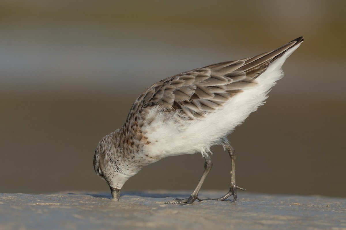 Broad-billed Sandpiper - ML643024697