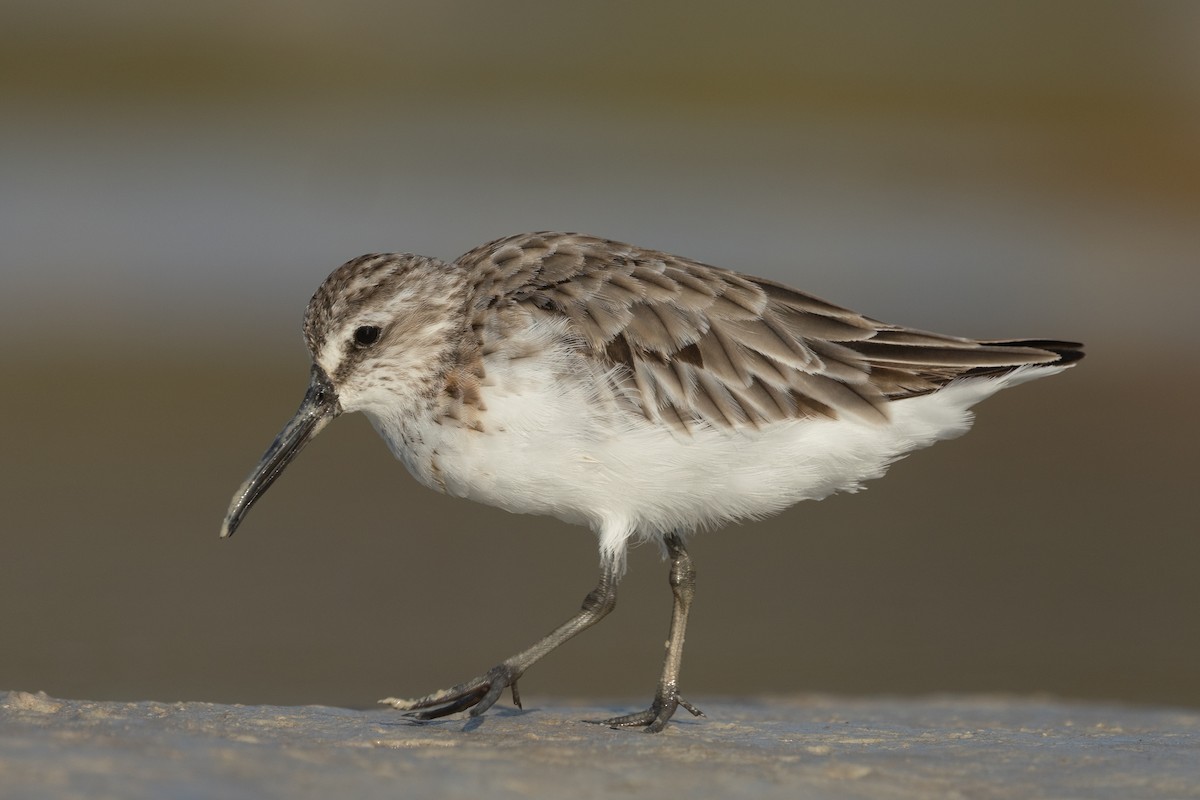 Broad-billed Sandpiper - ML643024698