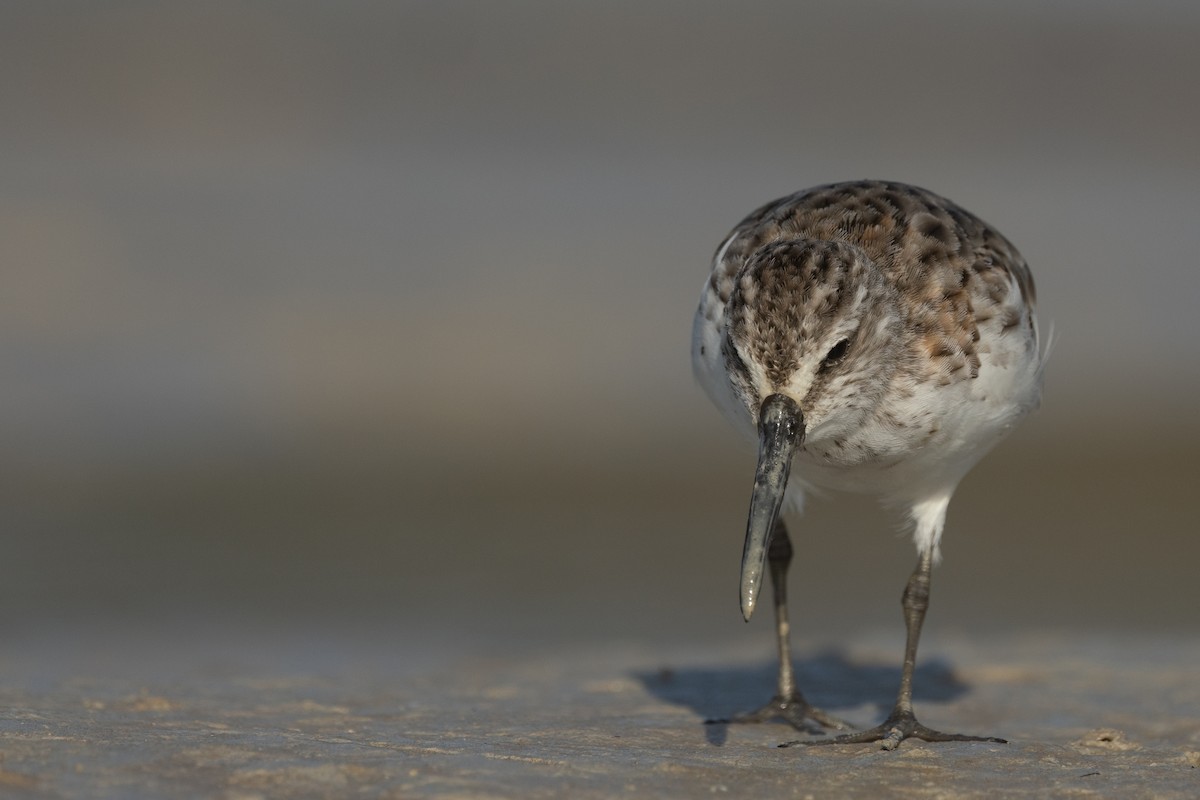 Broad-billed Sandpiper - ML643024699