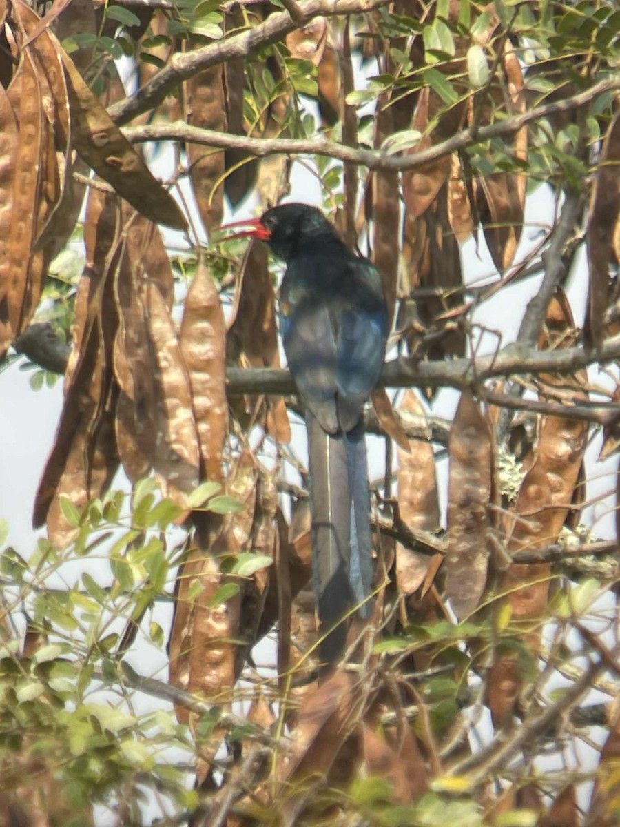 Green Woodhoopoe - ML643024717