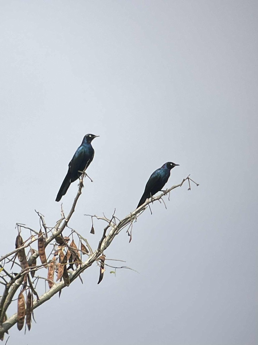 Rüppell's Starling - ML643024720
