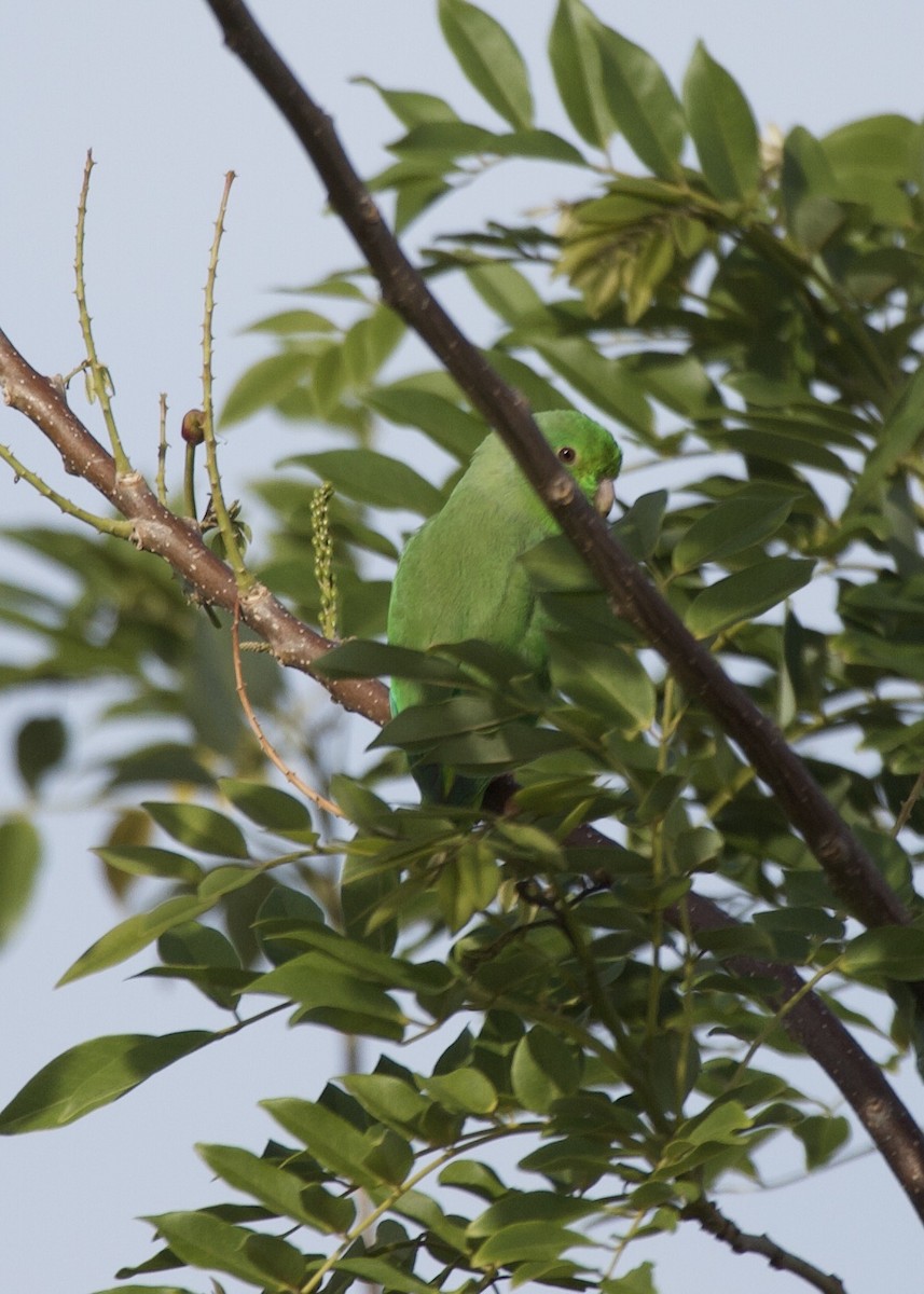 Green-rumped Parrotlet - ML643024738