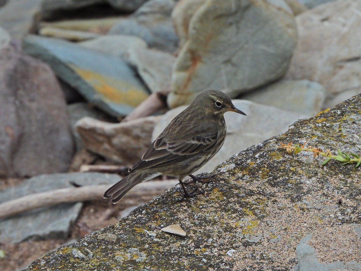 Pipit maritime - ML643024744