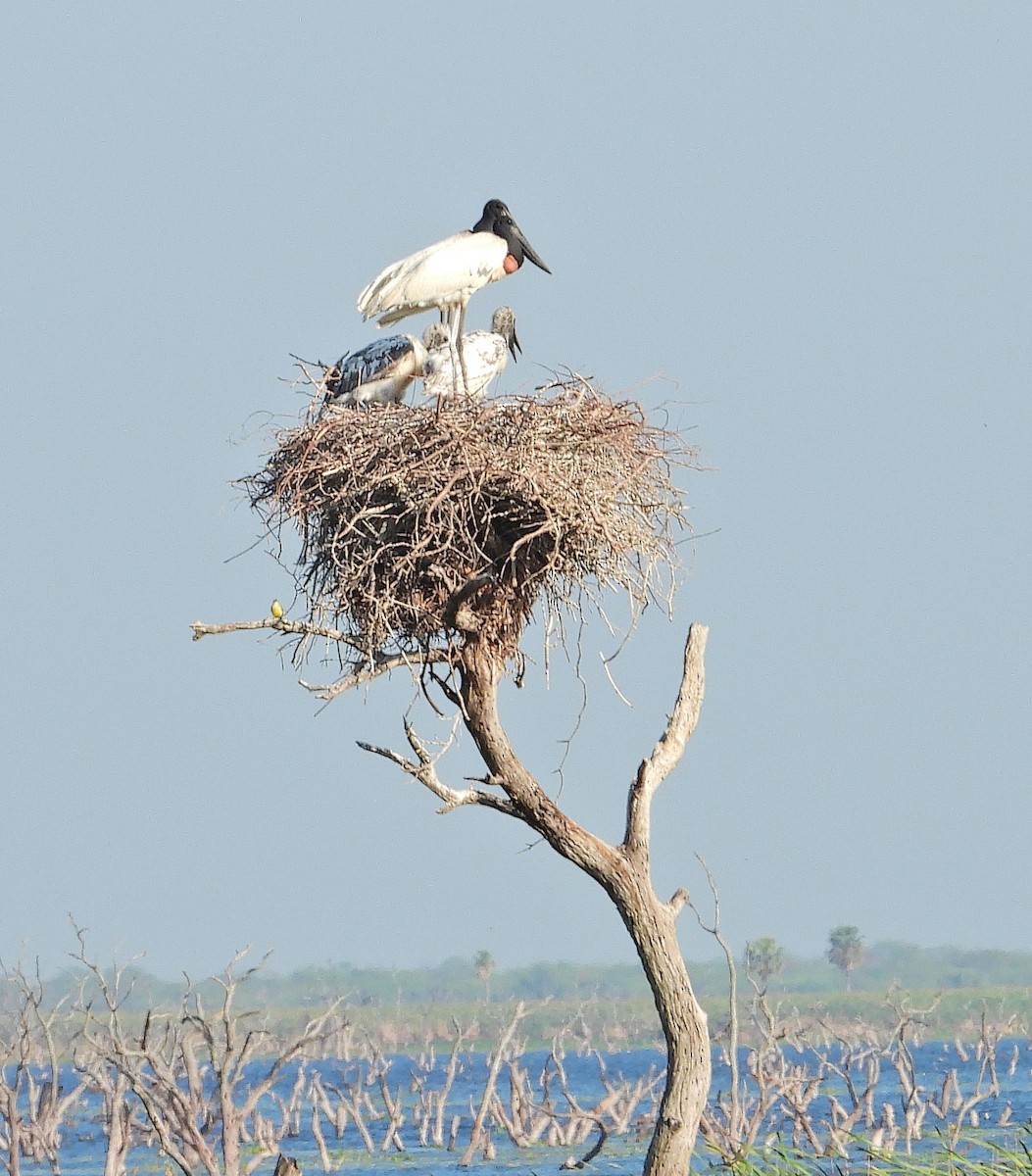 jabirustork - ML643024748