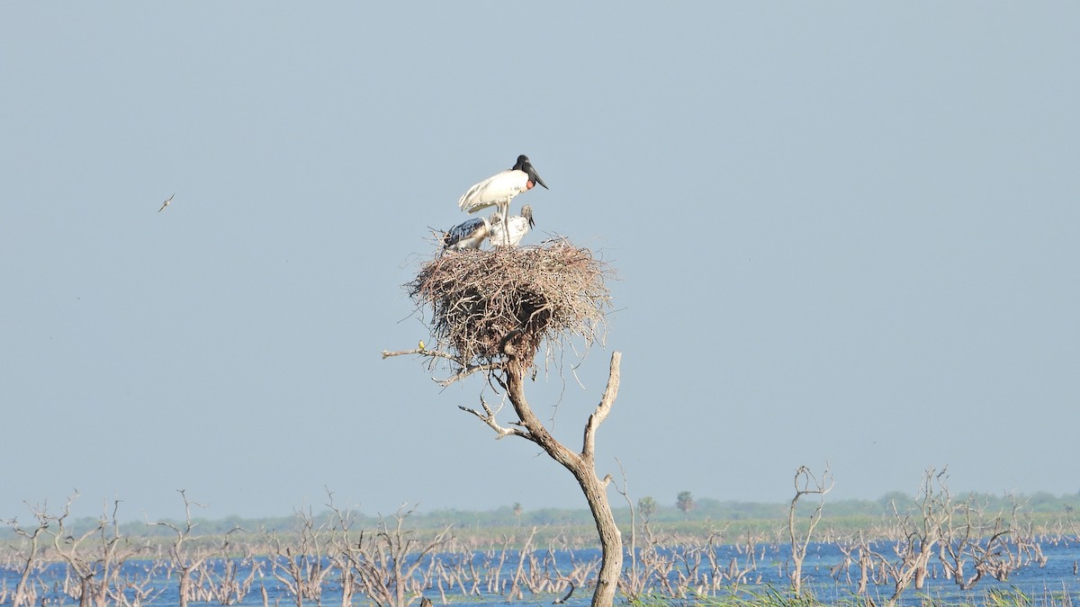 jabirustork - ML643024749