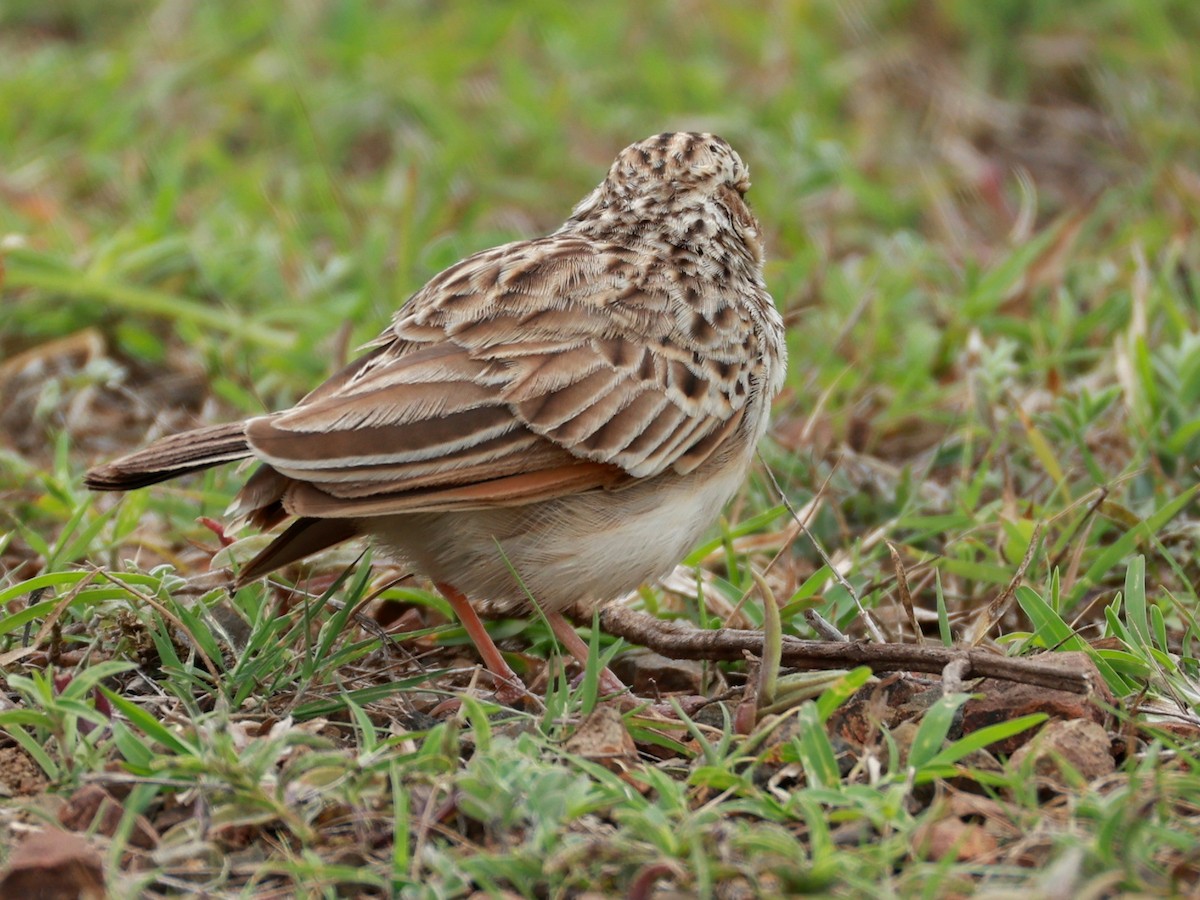 Indian Bushlark - ML643024779