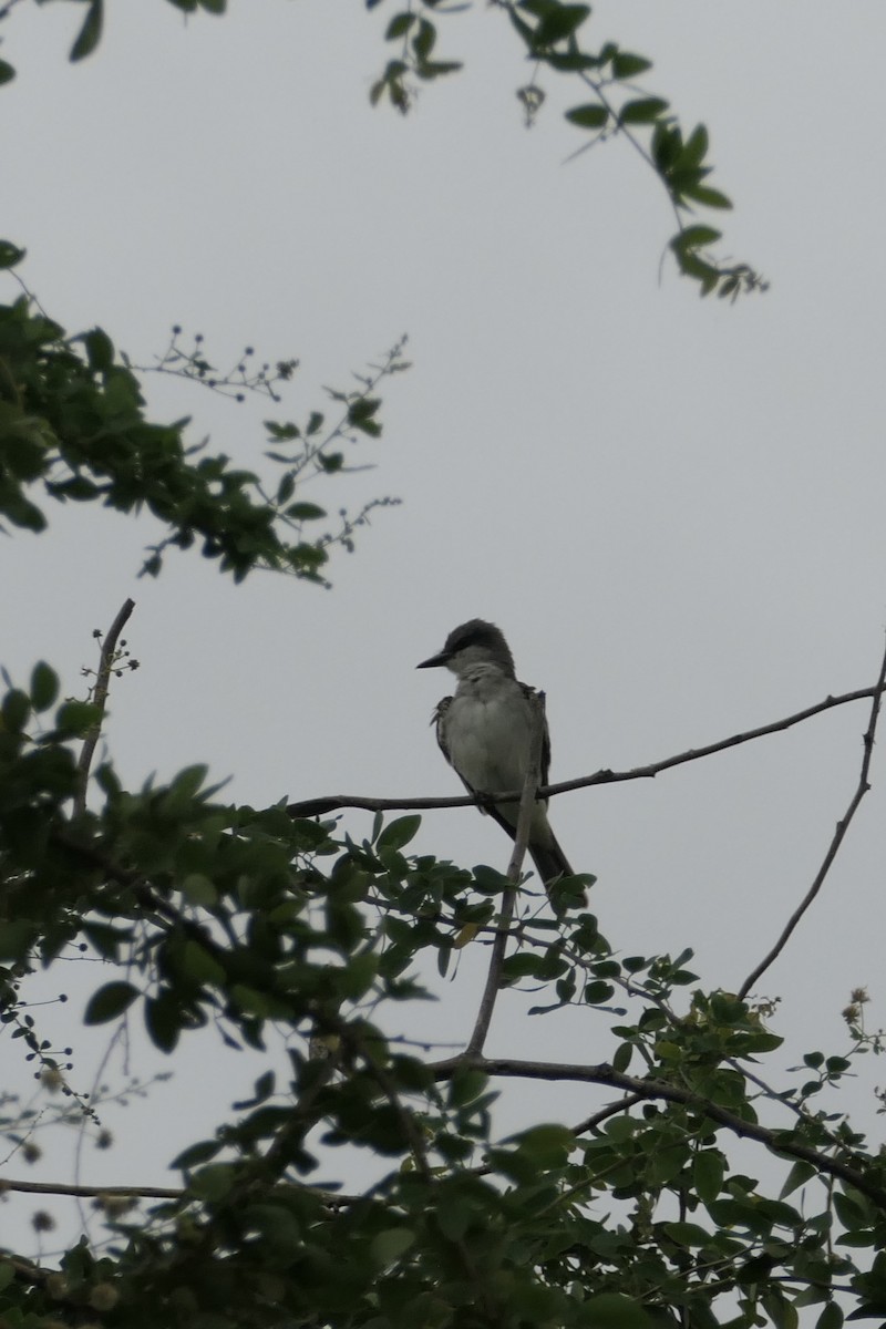 Gray Kingbird - ML643024784